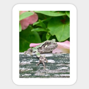 Grey Tree Frog Hangin' Sticker